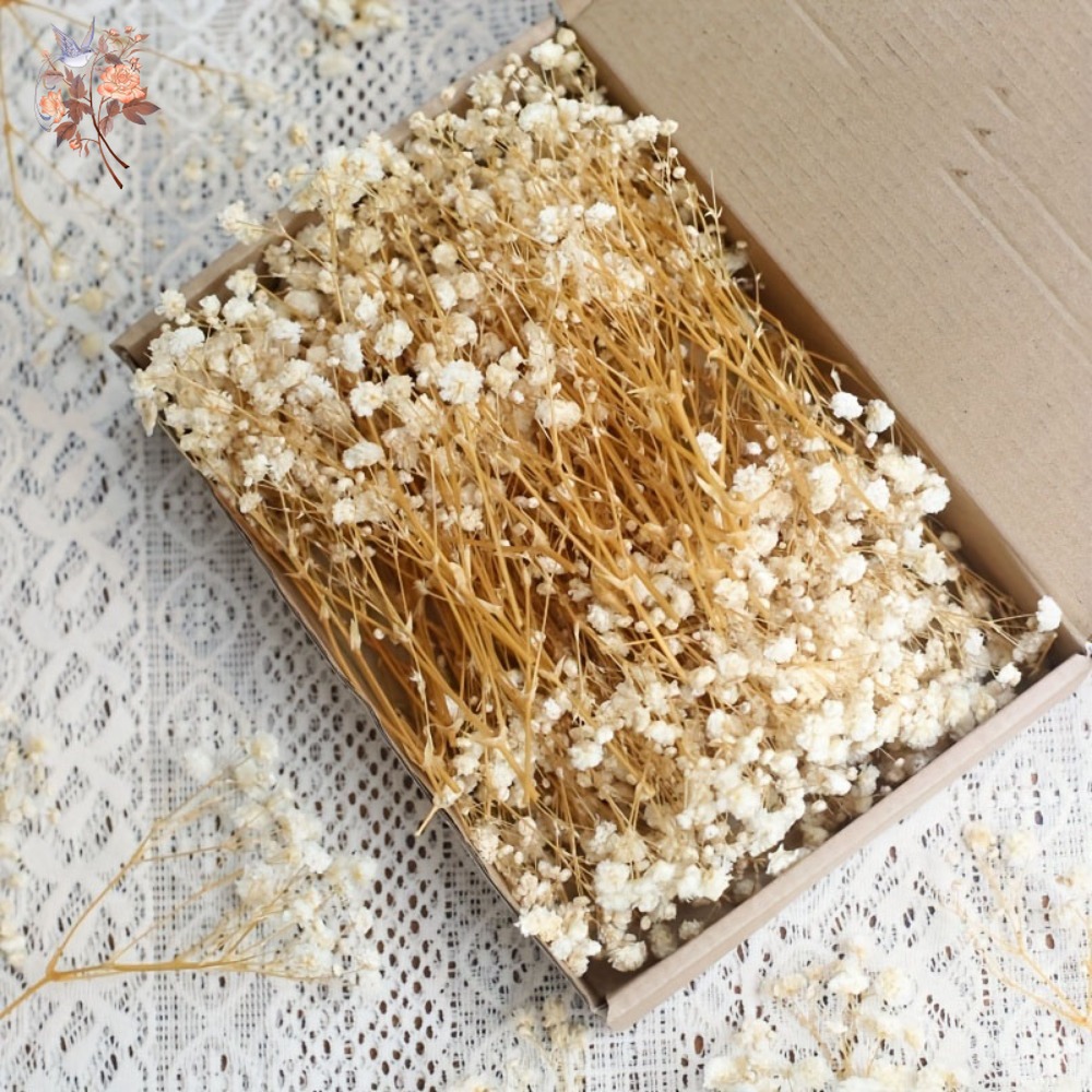 Resin Craft Ideas - 100 adet Mini Kurutulmuş Cipso Çiçeği,