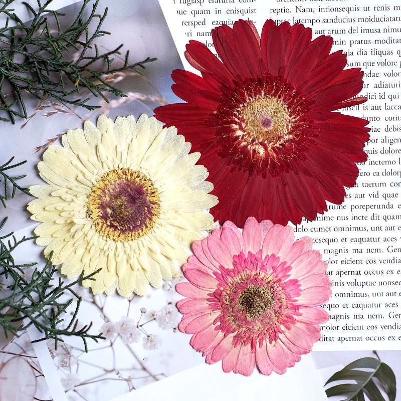 1 adet/7-9cm, Preslenmiş Gerbe - Resin Craft Ideas incelemesi ve fiyatı